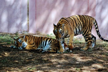 Fototapeta na wymiar Tiger Relaxing in shade Stripes