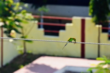 Green Bee Eater bird eating Bee and on wire
