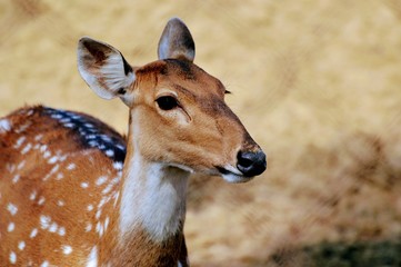 Deer standing and Enjoying Sun, walking around