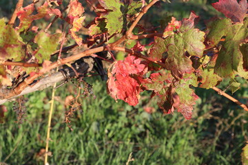 feuille de vigne rouge