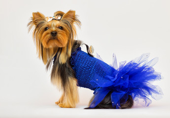 dog breed Yorkshire Terrier