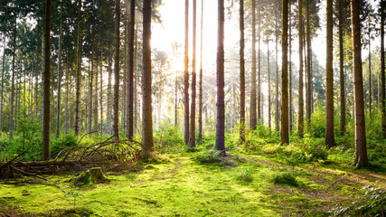 Beautiful forest in spring with bright sun shining through the trees