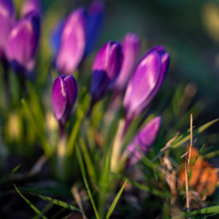 Crocuses Flowering in East Grinstead