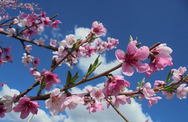 pink peach flowers on blue sky background