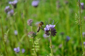 bee on a flower