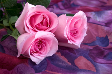 Beautiful Sensual Pink Roses on Colorful Background