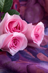 Beautiful Sensual Pink Roses on Colorful Textile Background