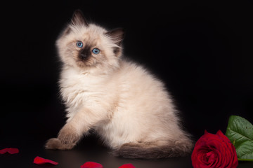 Fluffy beautiful kitten Nevskaya Masquerade with blue eyes posing with a scarlet rose on a black background.