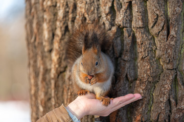 Naklejka na ściany i meble Red eurasian squirrel on the tree
