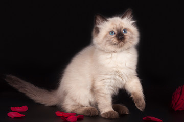 Fluffy beautiful kitten Nevskaya Masquerade with blue eyes posing with a scarlet rose on a black background.