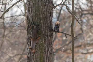 Red eurasian squirrel on the tree