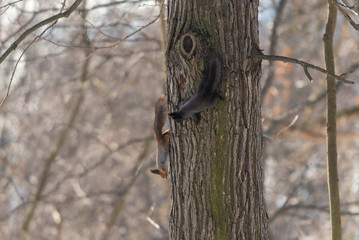 Red eurasian squirrel on the tree