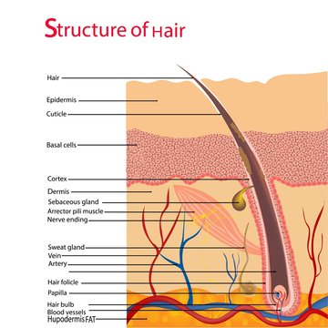 Structure and cycles of hair growth on a human head under a microscope close-up. Vector illustration. Hair under the skin.