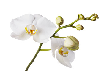 Branch of a blooming white orchid with a yellow color in the middle and several unopened buds. Flowers isolated