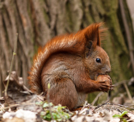 Squirrel gnaws a nut