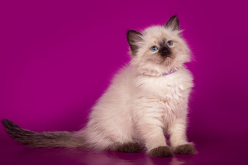 Fluffy beautiful kitten Nevskaya Masquerade with blue eyes posing on a pink background.