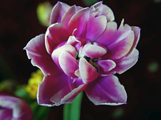 bel tulipano fiorito fotografato in interno