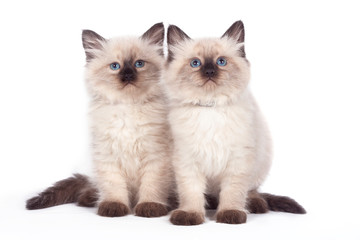 Two funny cute kitten sitting on a white background