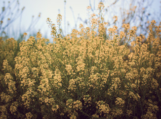 Little yellow flowers background. Vintage atmosphere. Retro