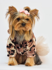 dog breed Yorkshire Terrier