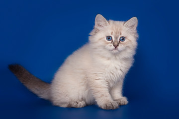 Fluffy beautiful kitten Nevskaya Masquerade with blue eyes posing on a blue background.