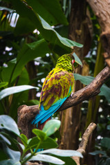 Beatiful colorful green/orange/blue/red parrot sitting on a branch in parisien zoo, back look, looks like wildlife scene from tropical forest, Green parrot Great-Green Macaw, Ara ambigua