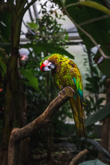 Beatiful colorful green/orange/blue/red parrot sitting on a branch in parisien zoo, funny twisted look, looks like wildlife scene from tropical forest, Green parrot Great-Green Macaw, Ara ambigua