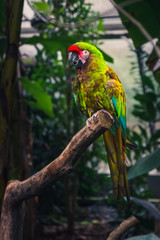 Obraz premium Beatiful colorful green/orange/blue/red parrot sitting on a branch in parisien zoo, looks like wildlife scene from tropical forest, Green parrot Great-Green Macaw, Ara ambigua
