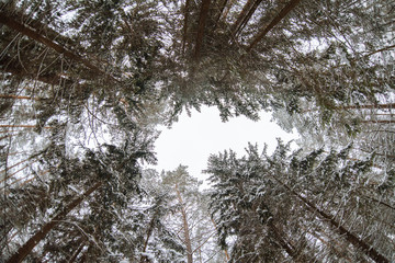 Pine trees bottom view in winter. Blue sky