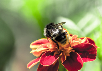 Bumblebee on a flower