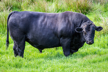 massive Angus Bull in a paddock South Island New Zealand