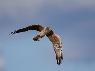 Montagus harrier (Circus pygargus)