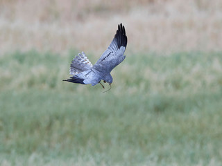 Montagus harrier (Circus pygargus)
