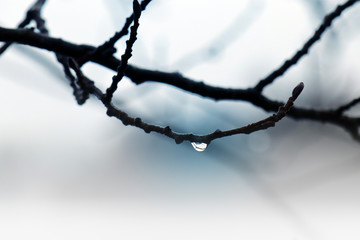 Water drop on a branch during when the snow is melting before Spring.