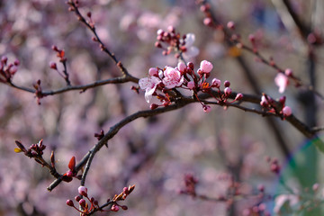 Spring Cherry blossoms,