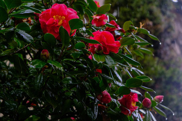 A pink camelia japonica flower in bloom