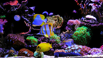 Panele Szklane Podświetlane  Tropikalne ryby w słonowodnym wymarzonym akwarium koralowym