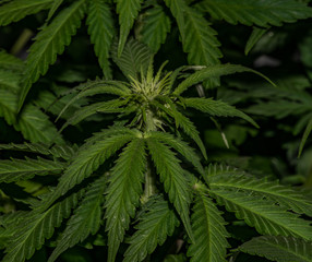 Fototapeta na wymiar Afghan kush special variety of marijuana with young bloom