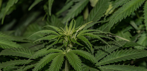Naklejka na ściany i meble Afghan kush special variety of marijuana with young bloom