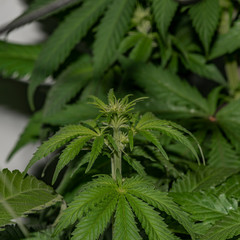 Afghan kush special variety of marijuana with young bloom