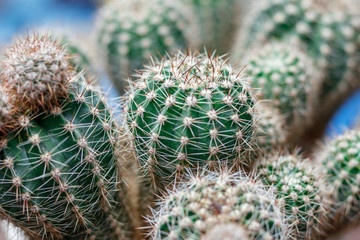 home pot. in it is a small size cactus. shallow depth of field. There is a New Year's Eve.