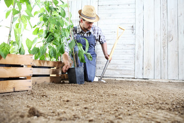 man plant out a seedling in the vegetable garden, work the soil with the garden spade, near wooden boxes full of green plants