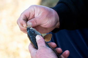 Angler with fish at Lake Balaton, Hungary