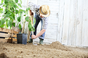 man plant out a seedling in the vegetable garden, work the soil with the garden spade, near wooden boxes full of green plants