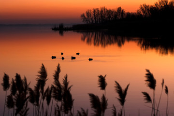 Ducks on Lake Balaton in sunset , Hungary