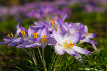 colorful snowdrops as a sign of spring