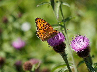 Argynnis aglaja - Le papillon Grand nacré ou l'Aglaé ailes ouvertes butinant sur une fleur.