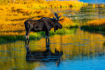Bull Moose at Sprague Lake, RMNP