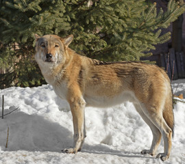 Portrait of Eurasian wolf (Canis lupus lupus) on snow in winter