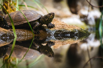 Turtle near water prepared to drink, between grass and sand, with its reflection in the water, parisien zoo